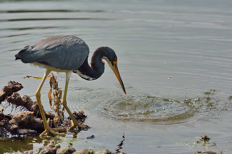 Witbuikreiger